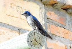 Foto Golondrina Negra