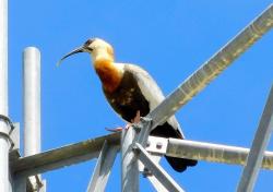 Foto Bandurria Boreal