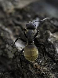 Foto Hormiga Carpintera