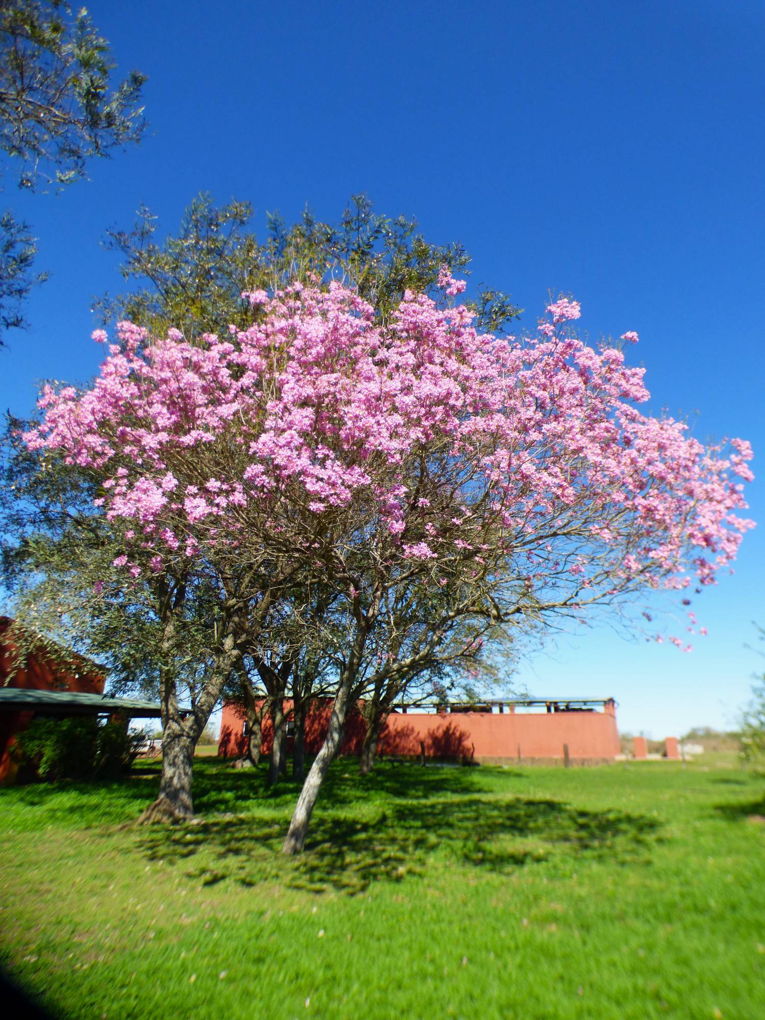 Foto Lapacho Rosado