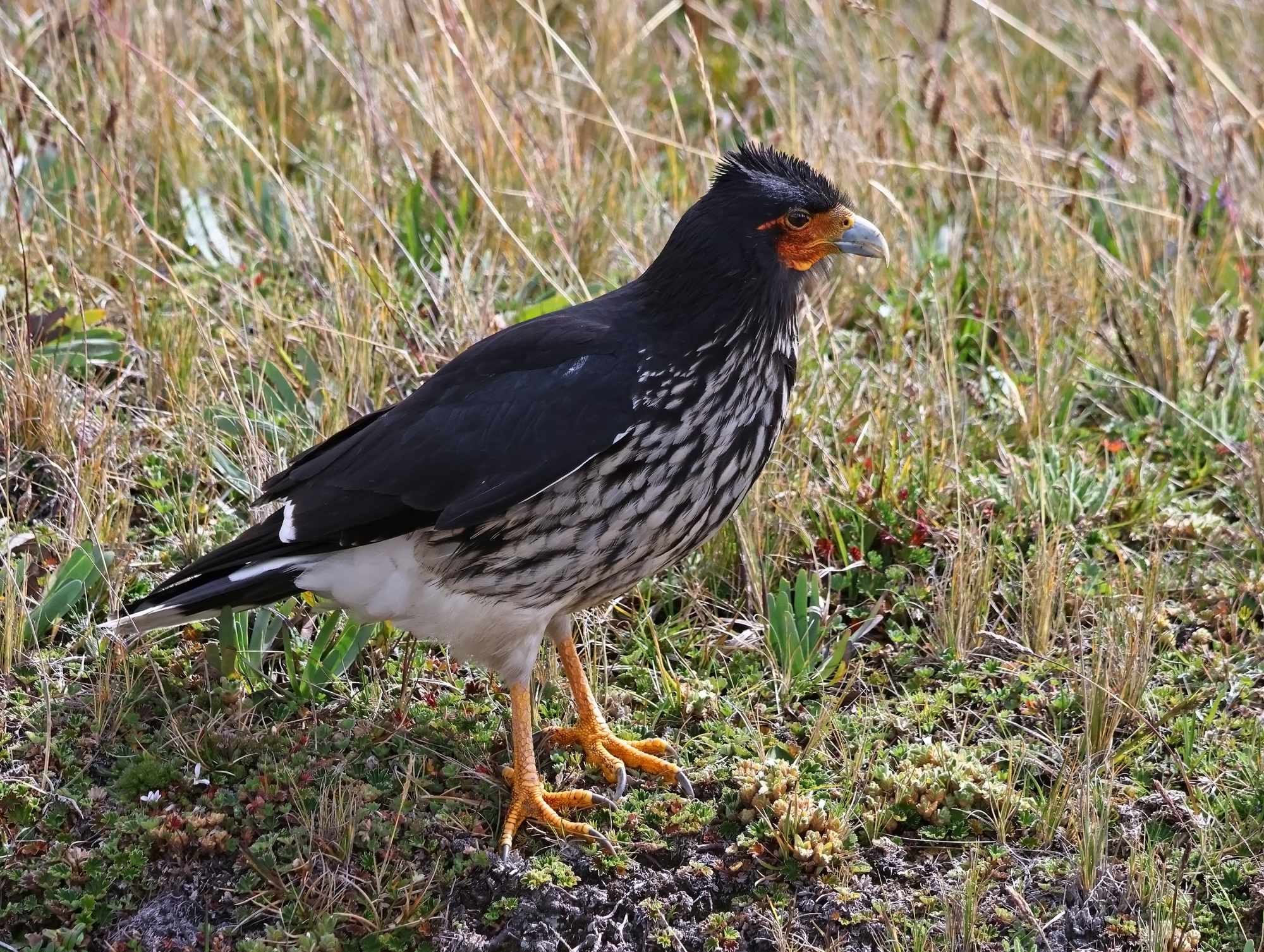 Foto Caracara Carunculado