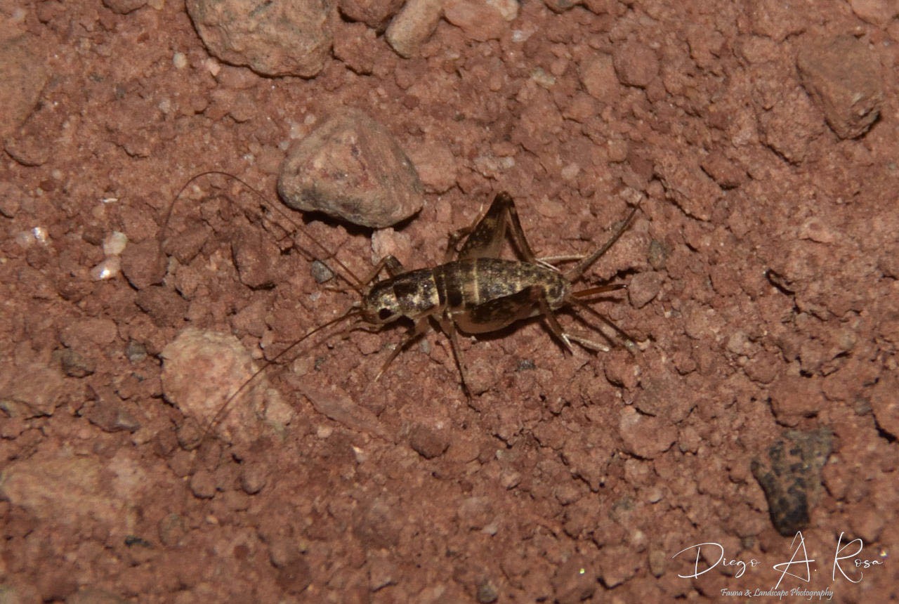 Cycloptiloides&nbsp;sp.