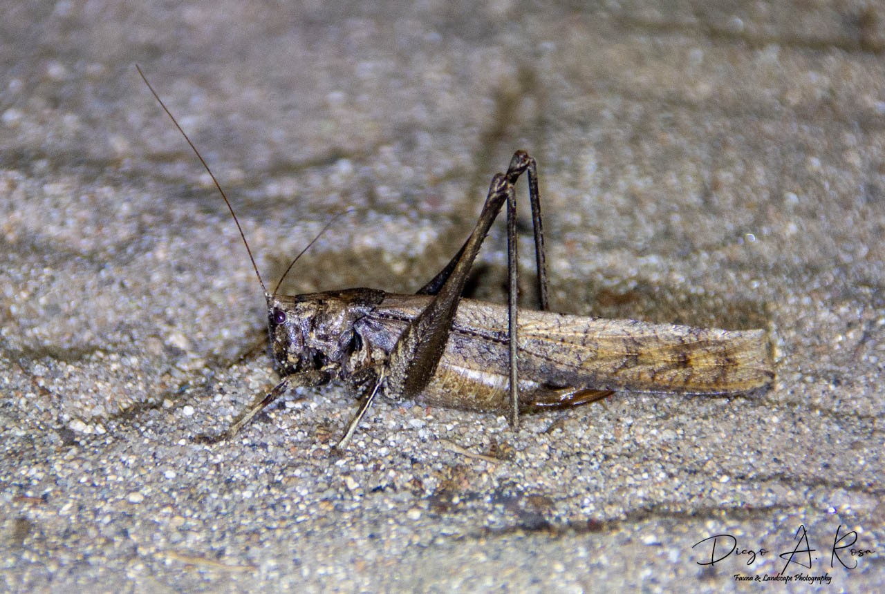 Eppia&nbsp;truncatipennis
