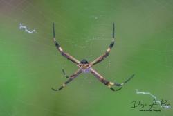Photo Araña Plateada De Jardín
