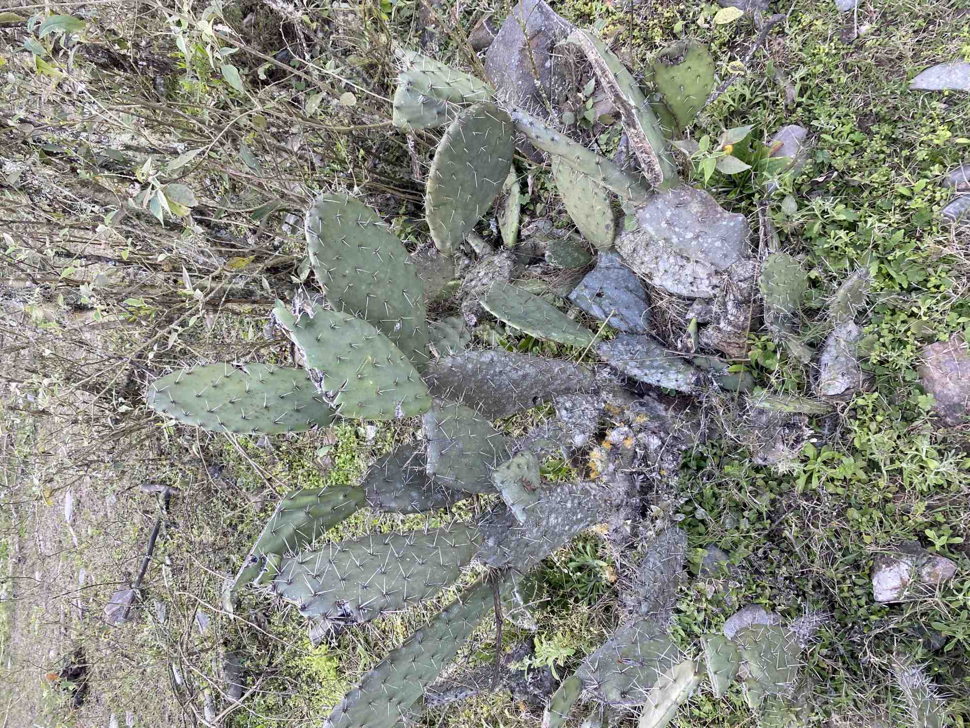 Opuntia&nbsp;megacantha
