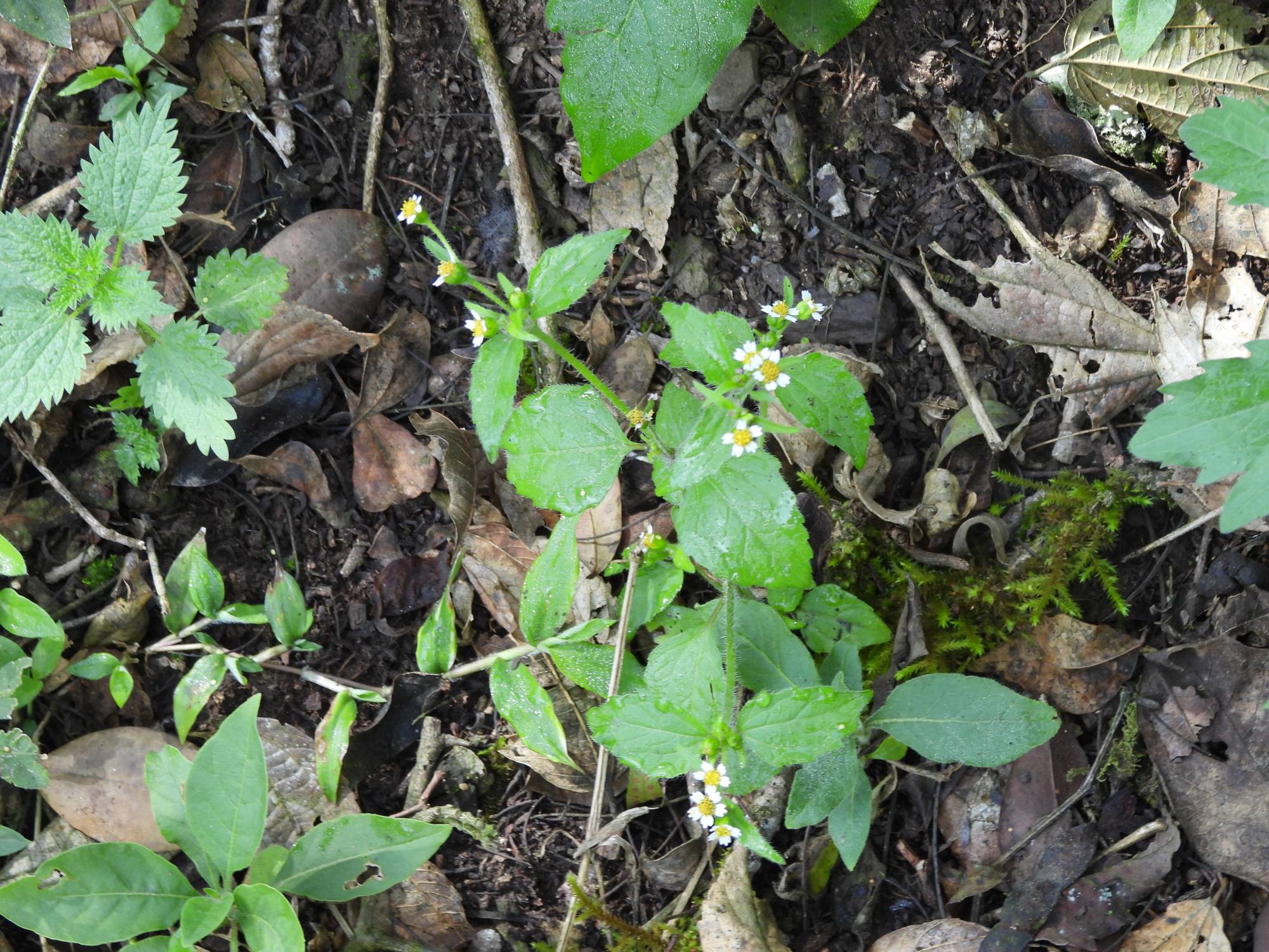 Galinsoga&nbsp;sp.