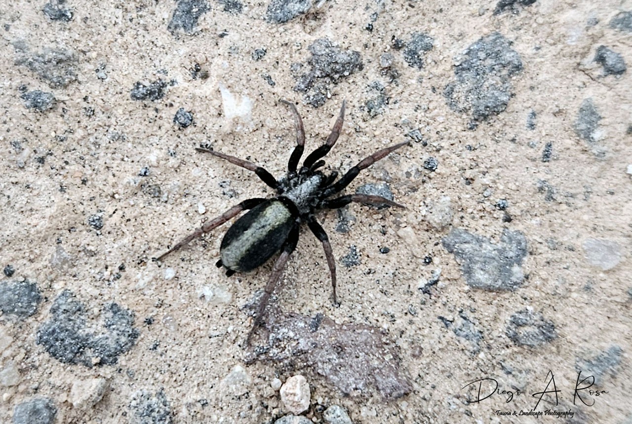Apopyllus&nbsp;suavis
