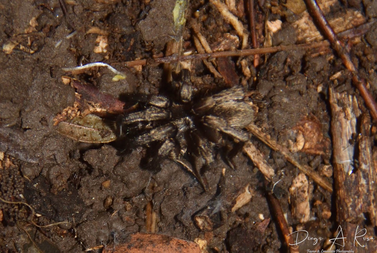 Stenoterommata&nbsp;platensis