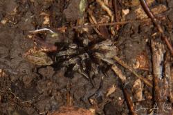  (Stenoterommata platensis)