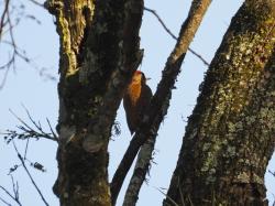 Foto Carpintero Oliva Yungueño