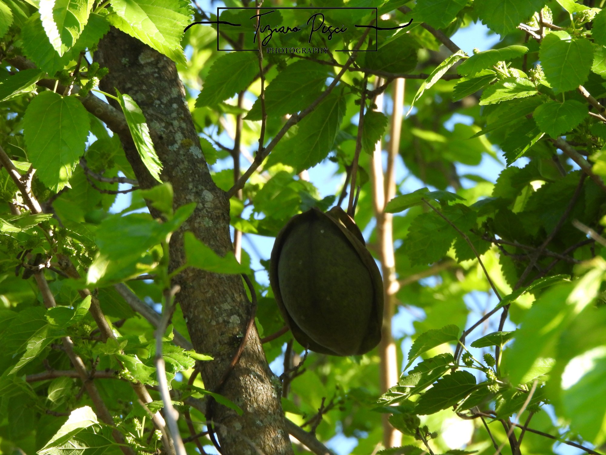 Gonolobus&nbsp;sp.
