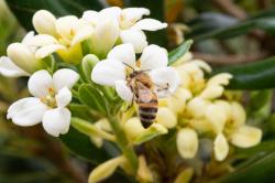 Foto Abeja Europea