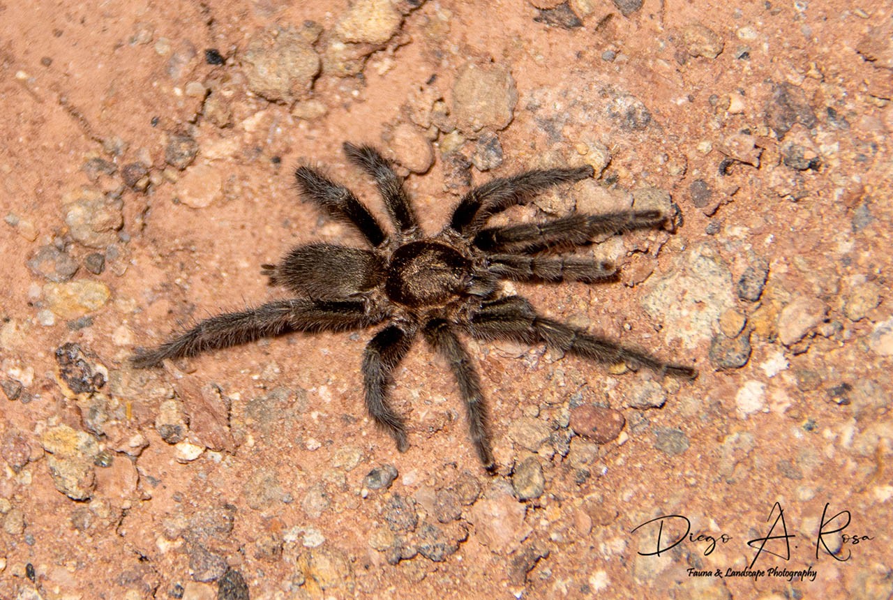Catumiri&nbsp;sp.