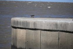 Photo Gaviota Gris