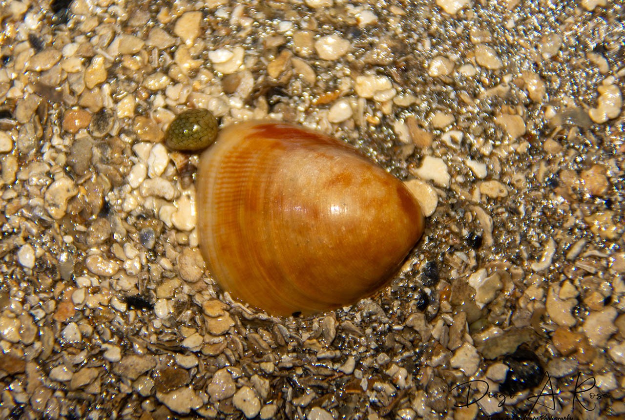 Laevicardium&nbsp;sp.