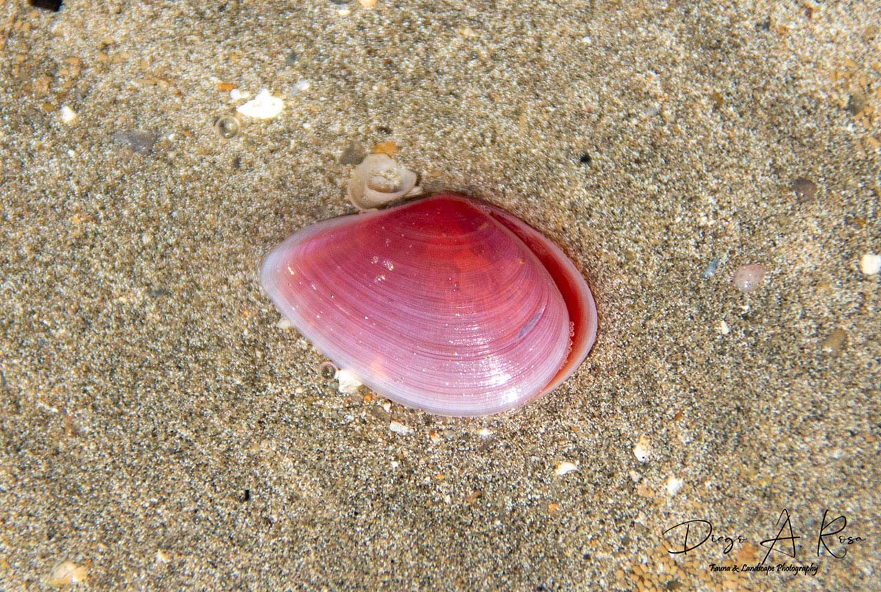 Eurytellina&nbsp;lineata