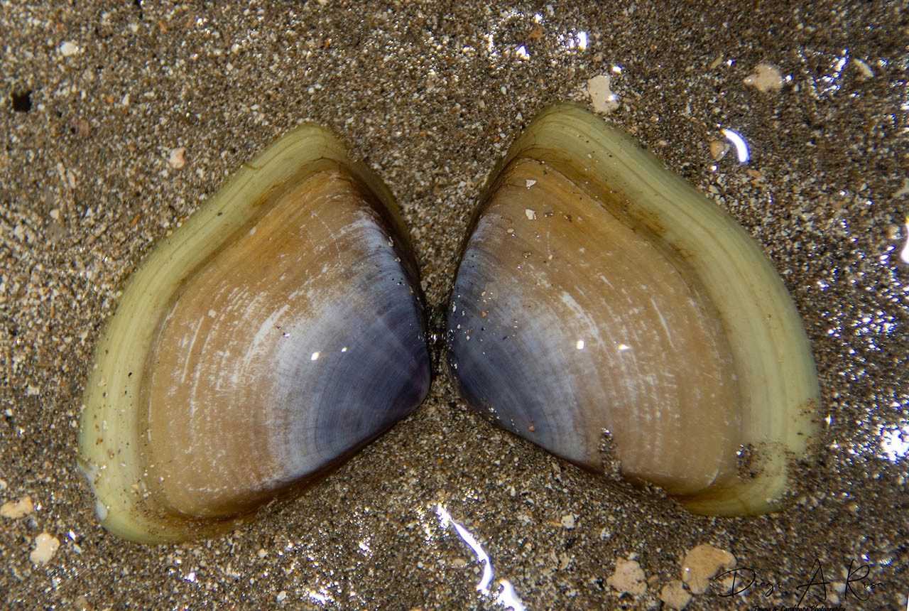 Iphigenia&nbsp;brasiliensis