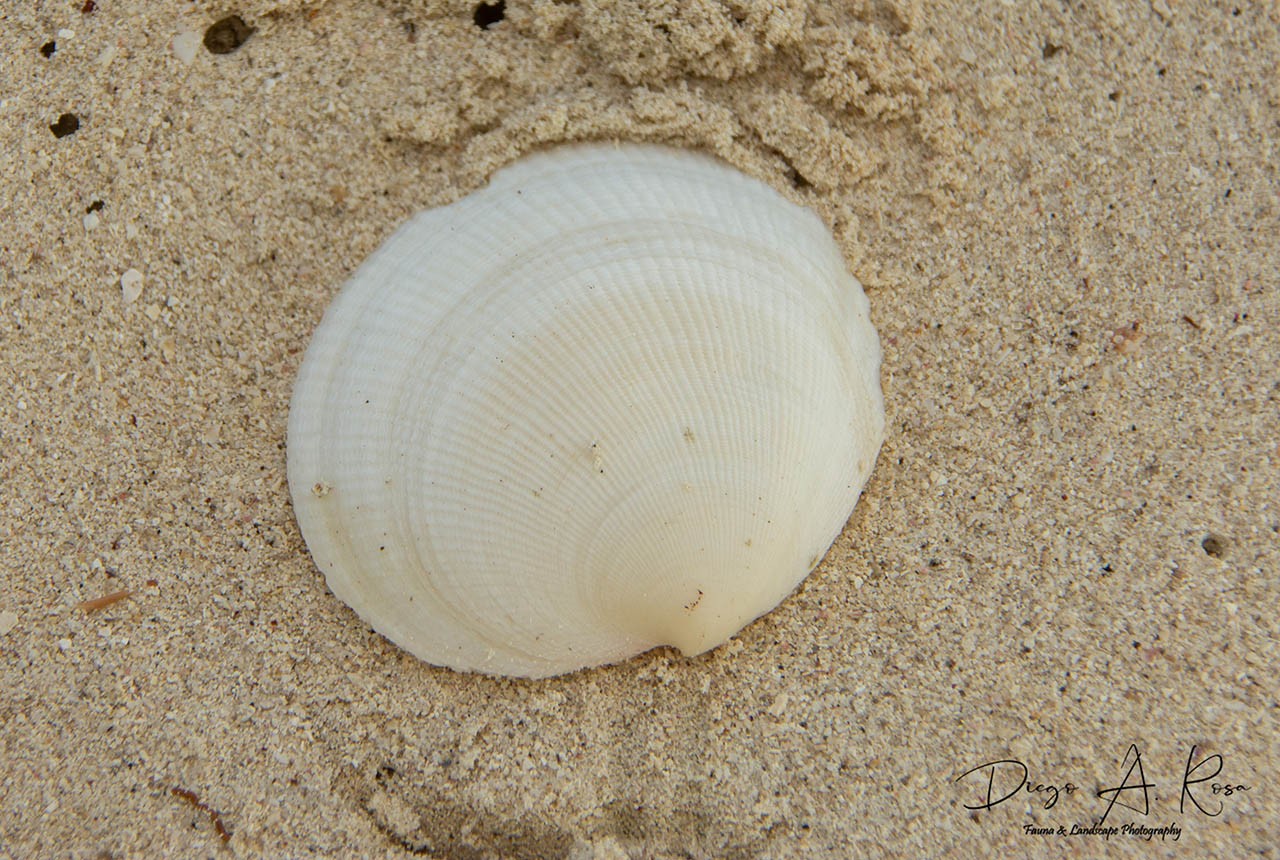 Codakia&nbsp;orbicularis