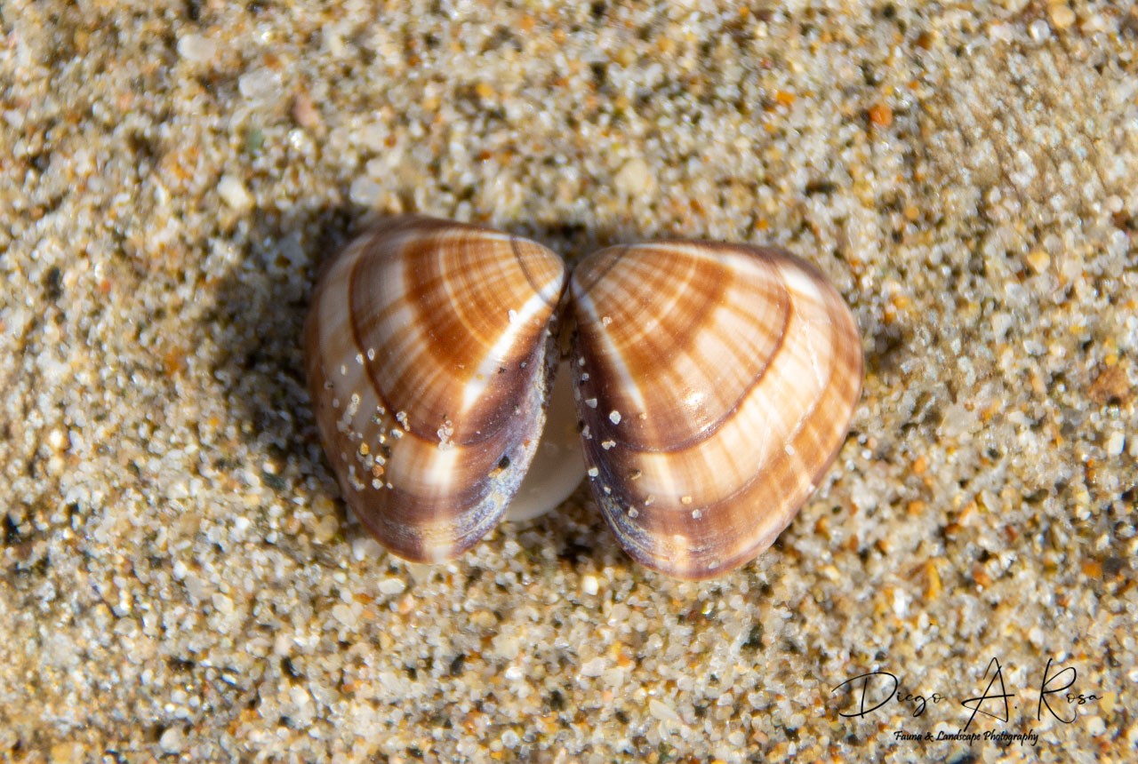 Tivela&nbsp;mactroides
