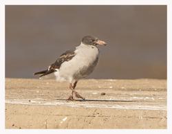 Photo Gaviota Gris
