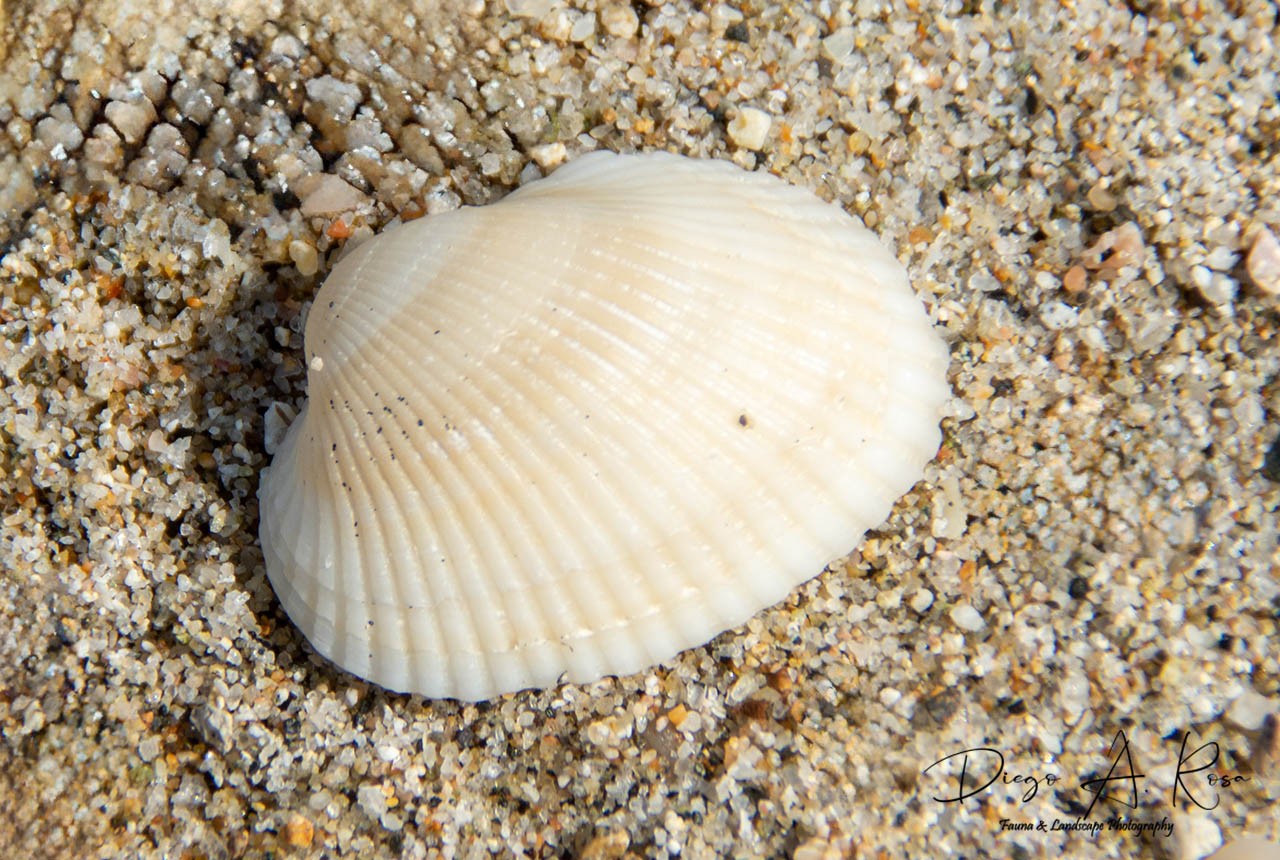 Foto Almeja De Arca