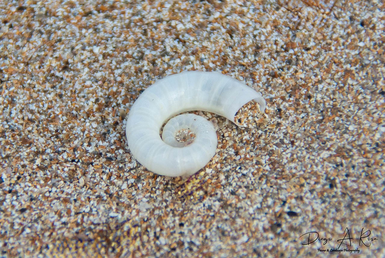 Spirula&nbsp;spirula