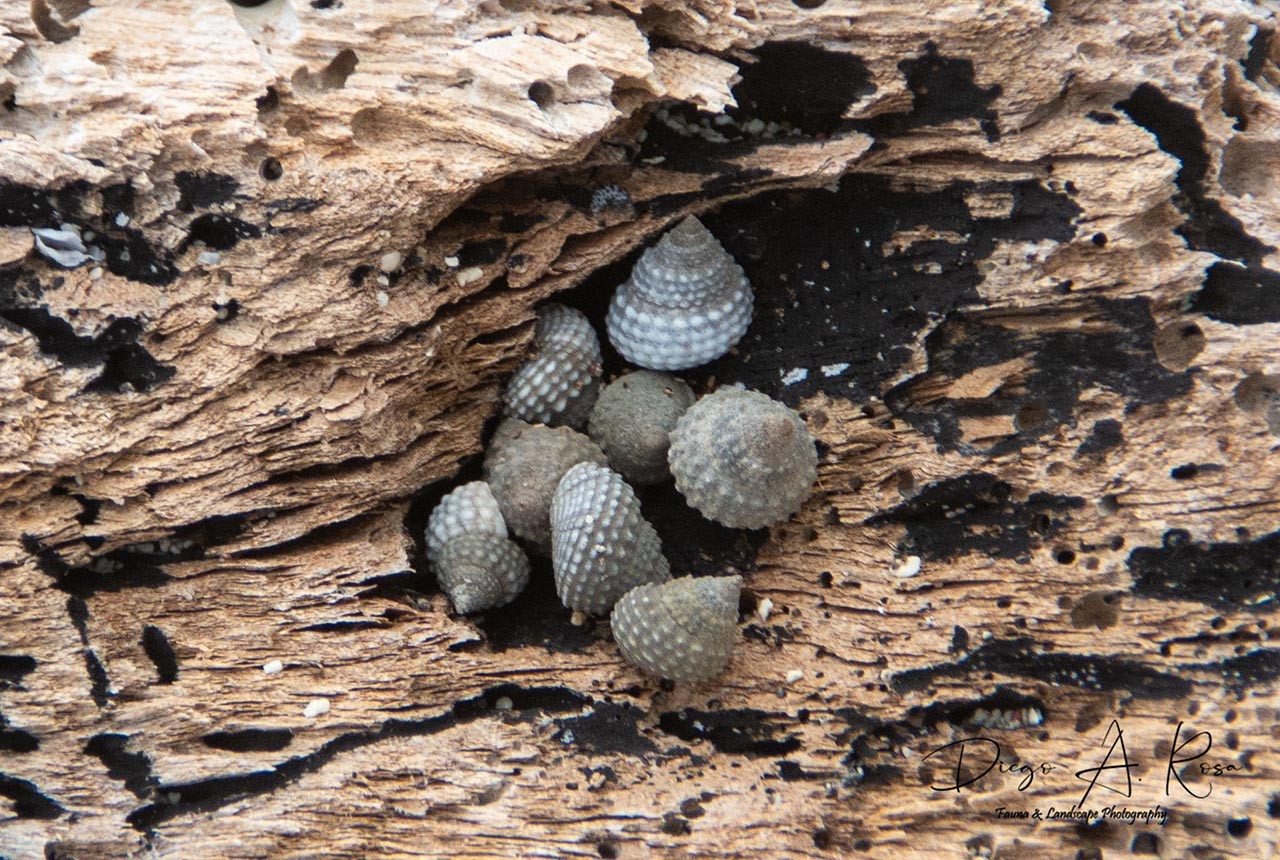 Cenchritis&nbsp;muricatus