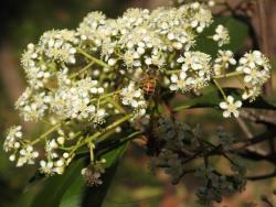 Foto Abeja Europea