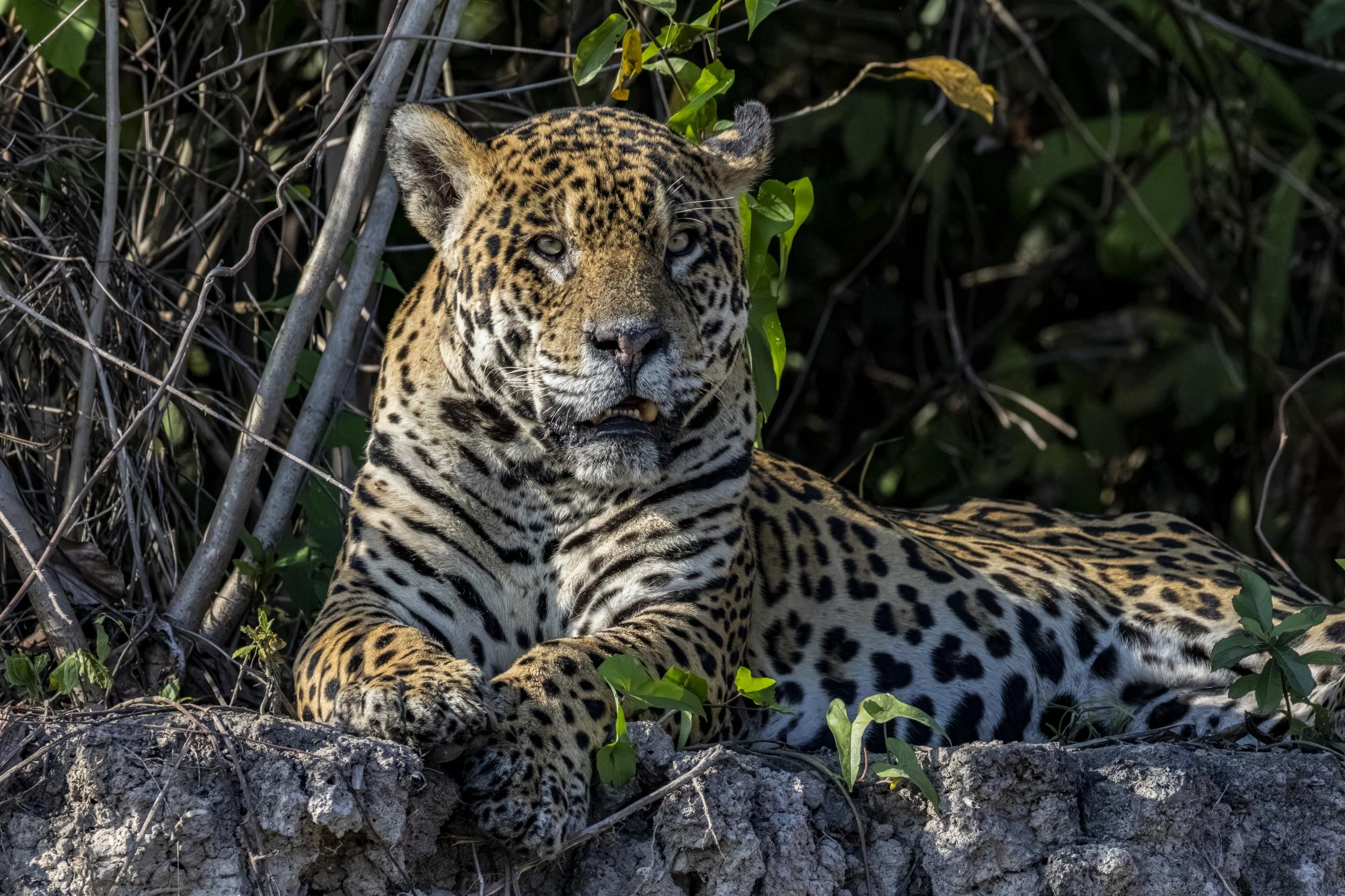 Foto Yaguareté
