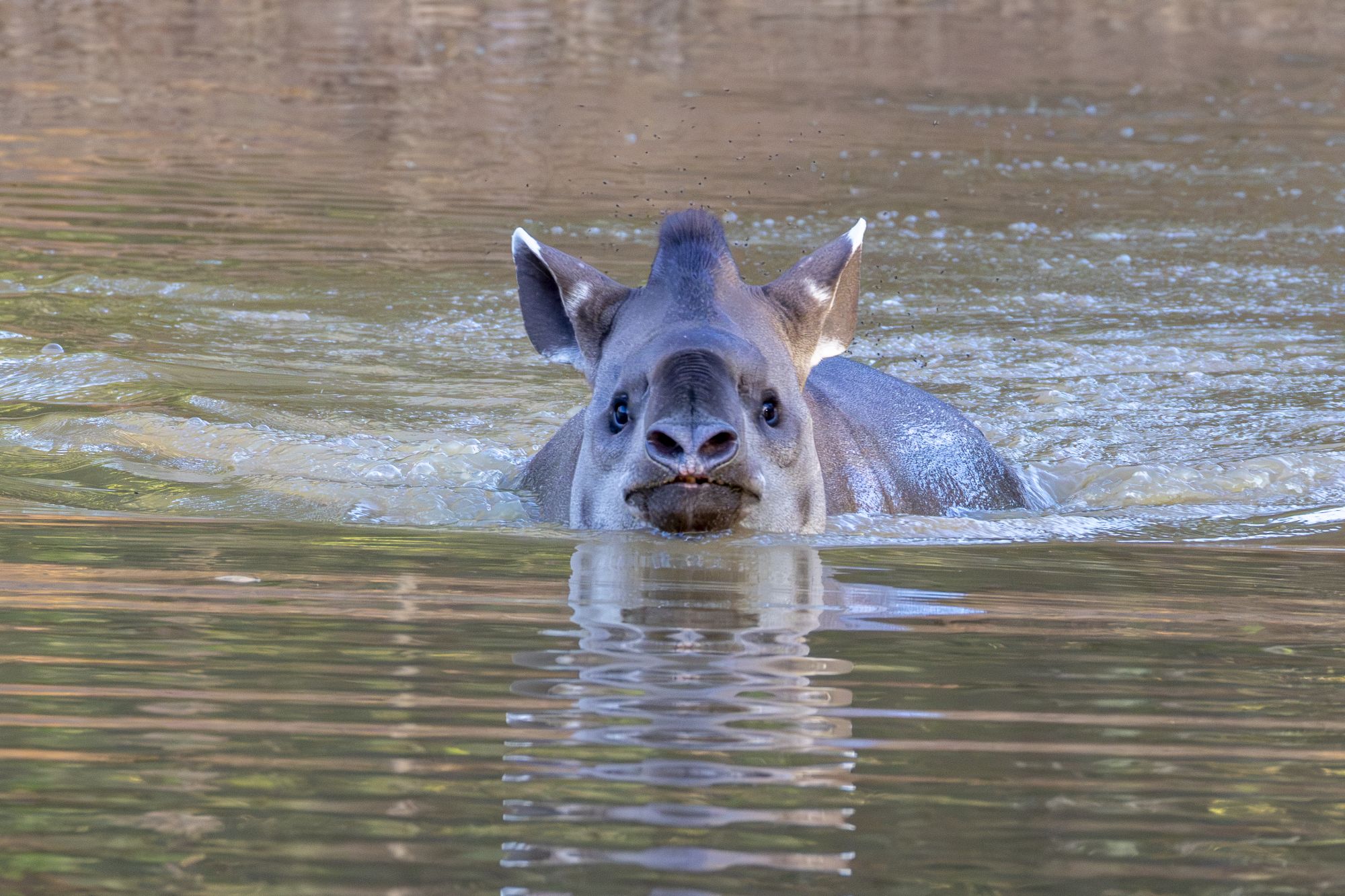 Foto Tapir Anta