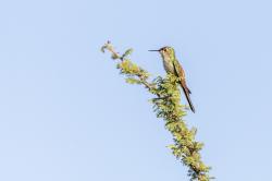 Photo Picaflor Cometa