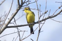 Photo Suirirí Amarillo
