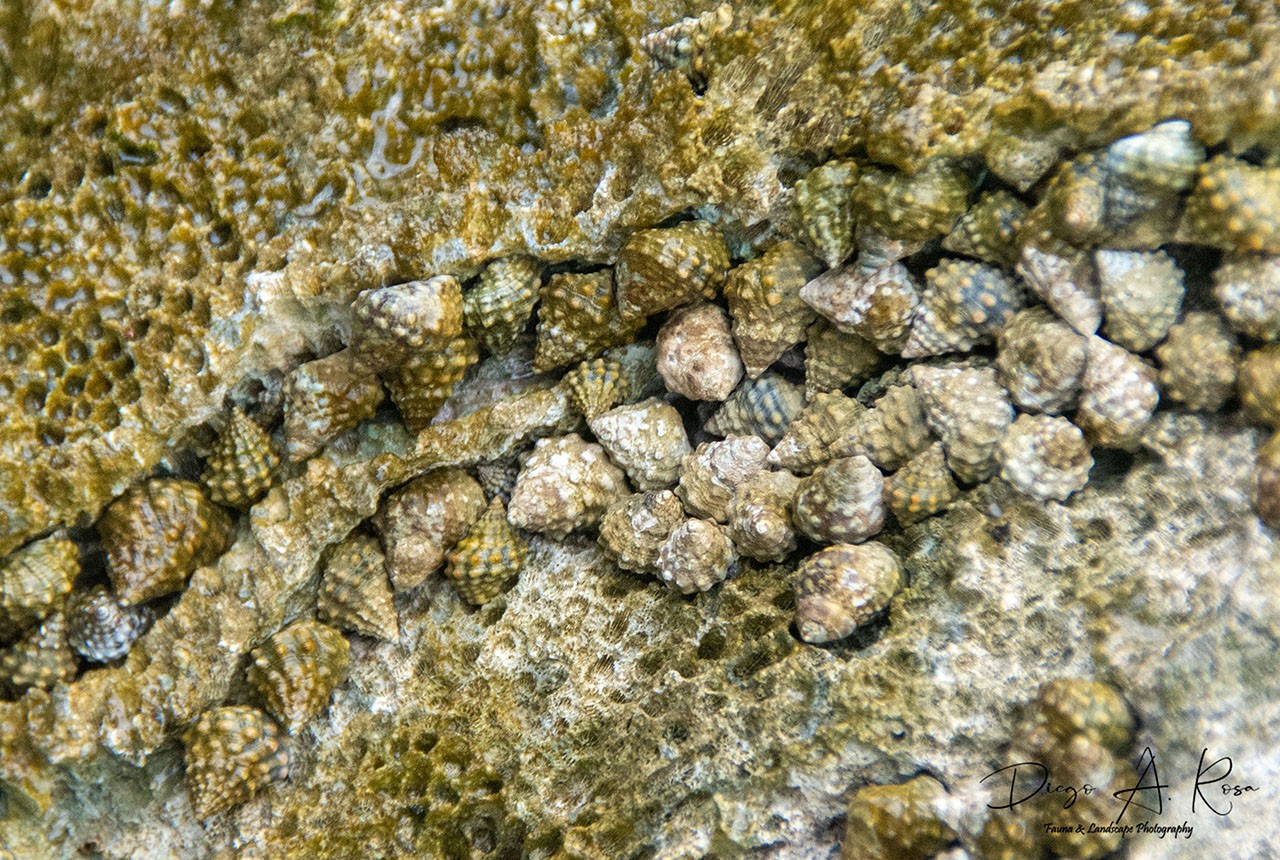 Echinolittorina&nbsp;tuberculata