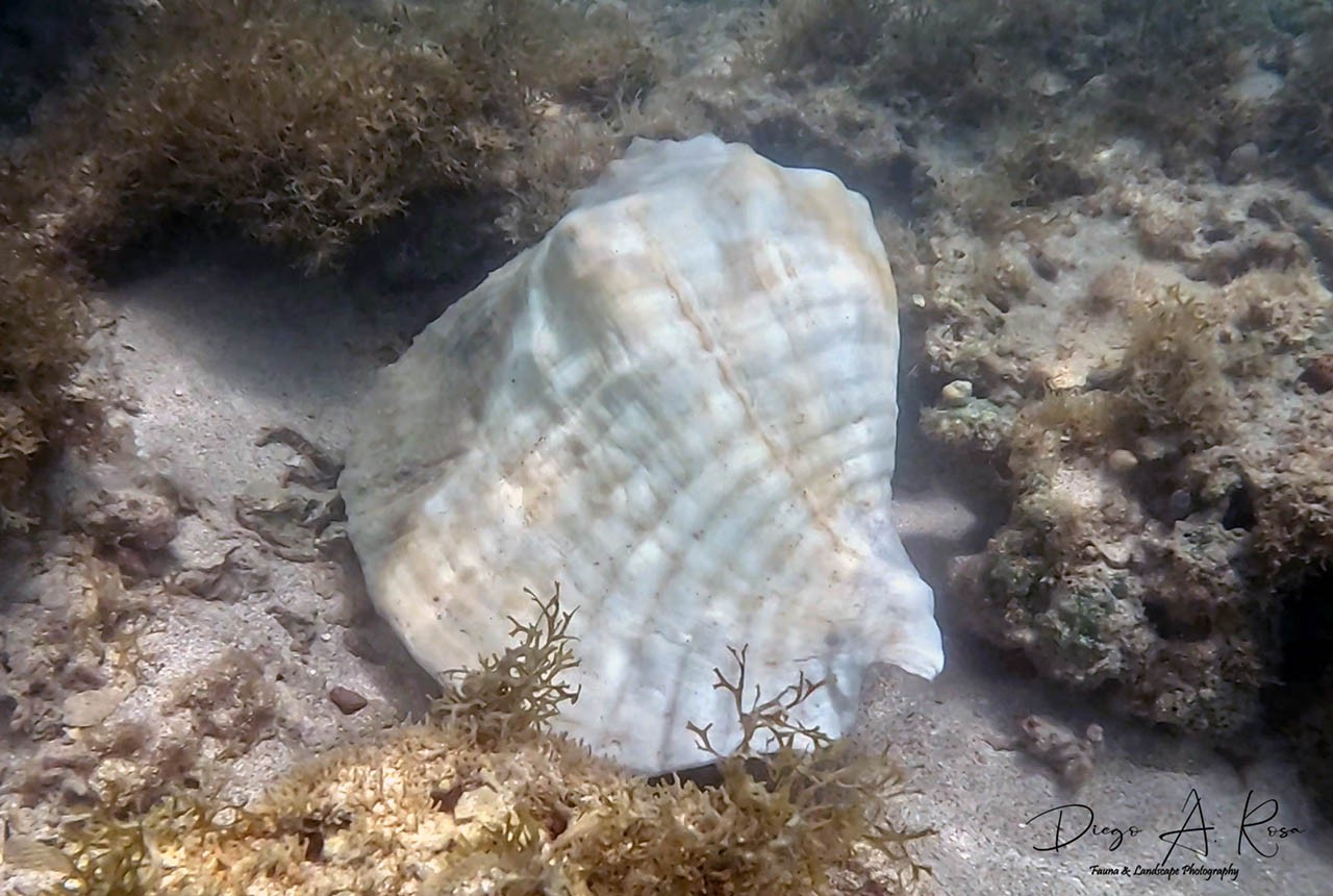 Titanostrombus&nbsp;goliath