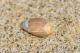 Plum Marginella ()