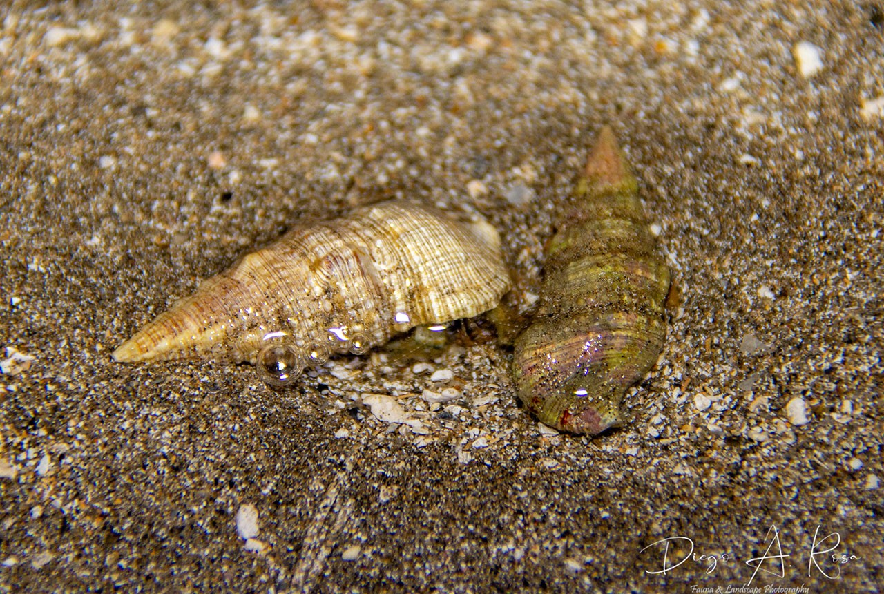 Cerithium&nbsp;atratum