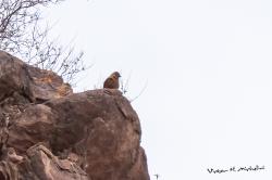 Foto Birro Común