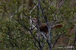 Foto Bandurrita Chaqueña
