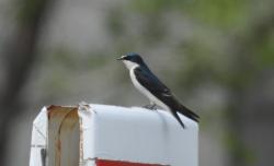 Foto Golondrina Ceja Blanca