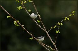 Photo Monterita Cabeza Negra