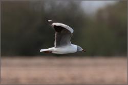 Foto Gaviota Capucho Gris