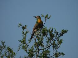 Photo Carpintero Campestre