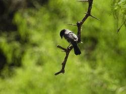 Photo Monterita Cabeza Negra