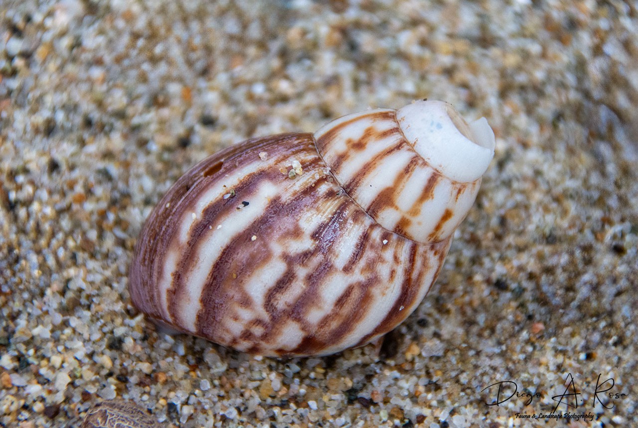 Foto Caracol Gigante Africano