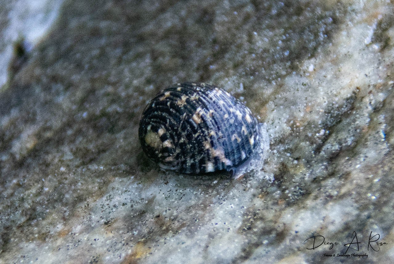 Nerita&nbsp;fulgurans