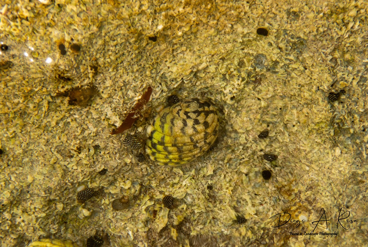 Nerita&nbsp;tessellata