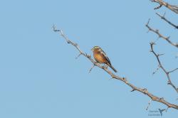 Foto Monterita Canela