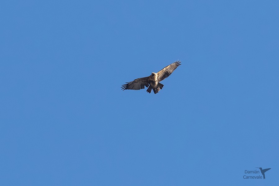 Black-chested Buzzard-Eagle (Geranoaetus melanoleucus)