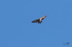 Photo Águila Mora