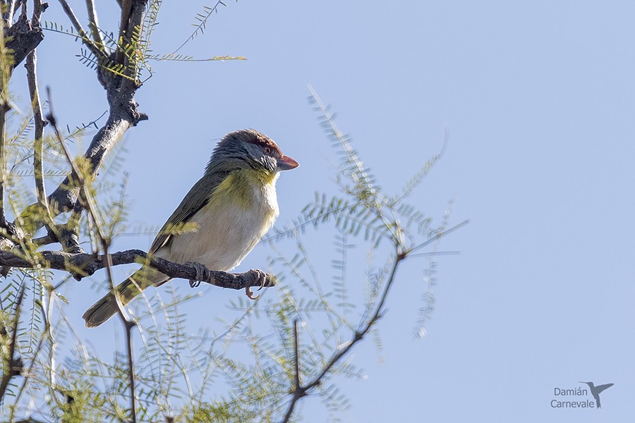 Rufous-browed Peppershrike (Cyclarhis gujanensis)